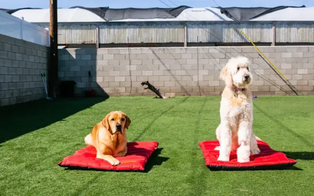 Kind To Canines in Newport Beach, CA