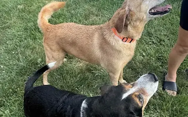 5- Star Dog Services in Columbus, OH