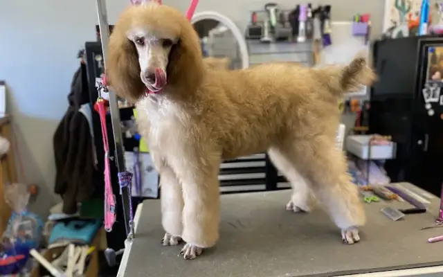 Richelle's Pampered Poodle in Casa Grande, AZ