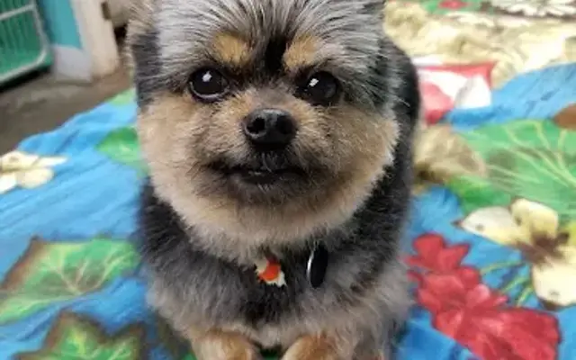Animal House Pet Grooming in Campton, NH