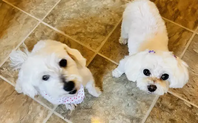 Harryspawdsllc / grooming services in Easton, PA