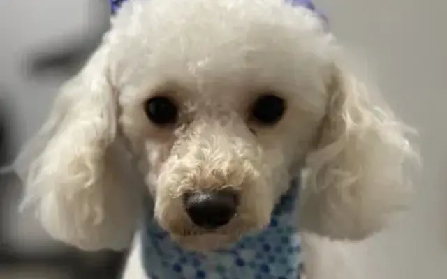 Petite Pets Boarding & Groomering in Patchogue, NY