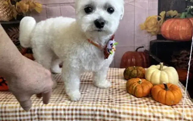 Posh Paws in Lexington, NC