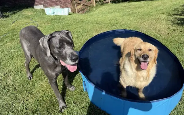 Whiskey Lou's Doggie Daycare & Boarding in Carrollton, KY