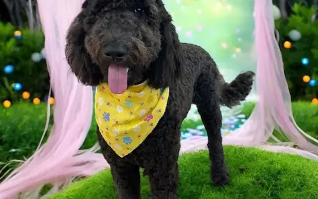 Peachy Paws Pet Spa in Dawsonville, GA
