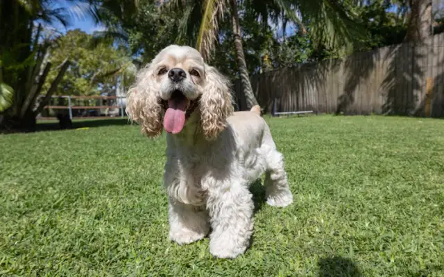 Hippy Pups in Southwest Ranches, FL