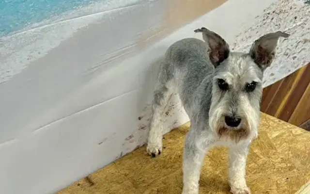 Lissy’s pet creations in Tampa, FL