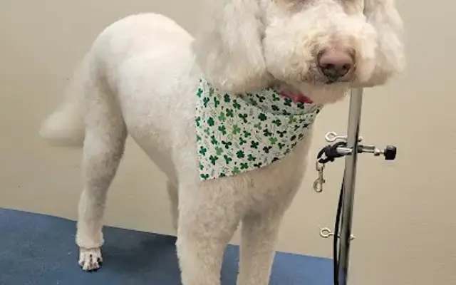 Northern Tails Grooming, LLC in DeWitt, MI