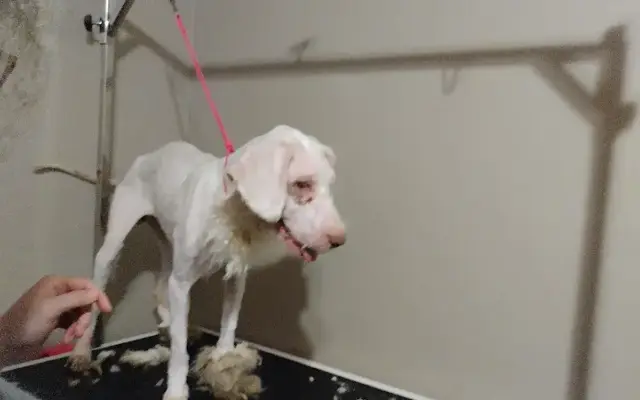 All Fur Love Grooming in Culloden, WV