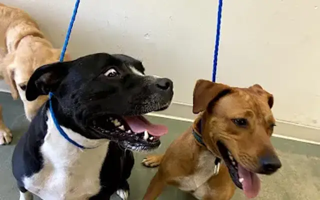 Academy of Canine Behavior in Bothell, WA