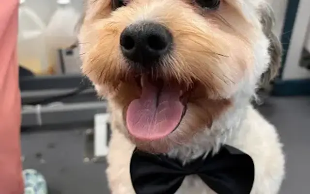 Dog's Bollocks Mobile Pet Grooming in Woodbridge, VA