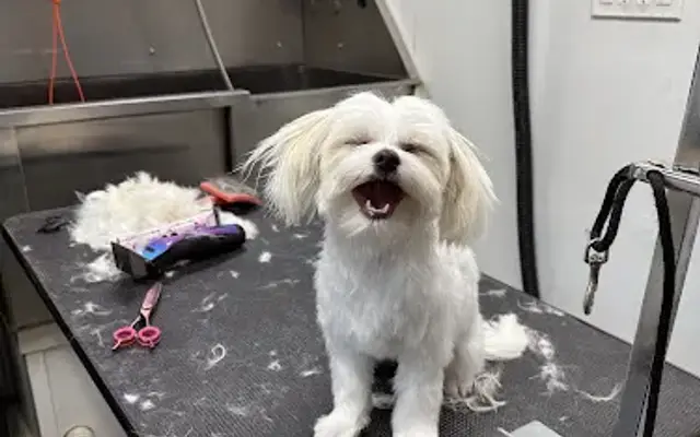 Hannah’s Pet Grooming in Mt Airy, NC