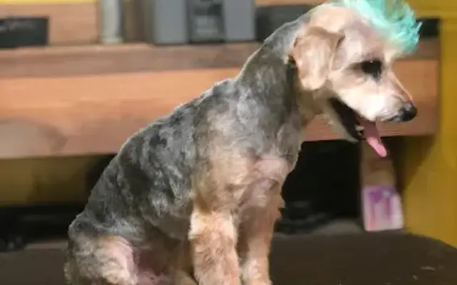 Shaggy 2 Chic Mobile Grooming Boutique in Houston, TX