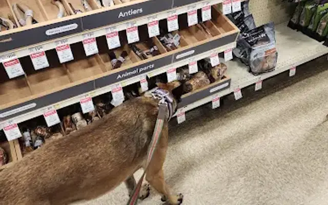 PetSmart Grooming in Conroe, TX