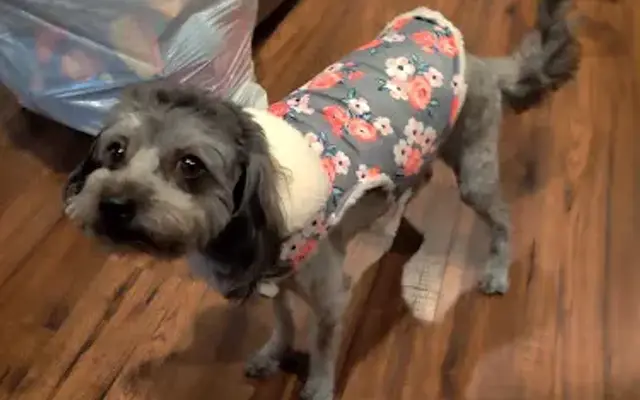 Puppy Cutz in Hicksville, NY