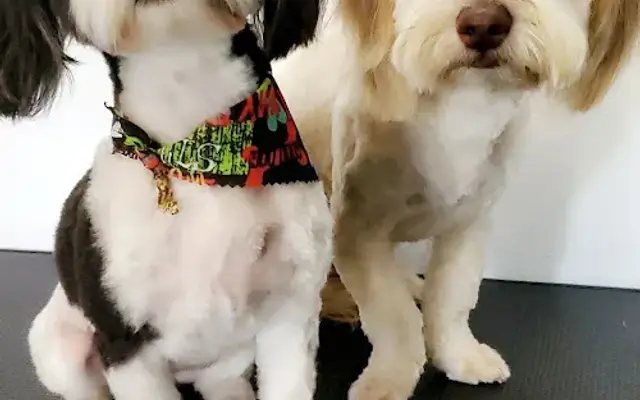 Fur Pet's Sake, LLC in Woodway, TX