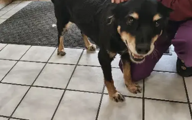 Greenbriar Veterinary Hospital in Dallas, TX