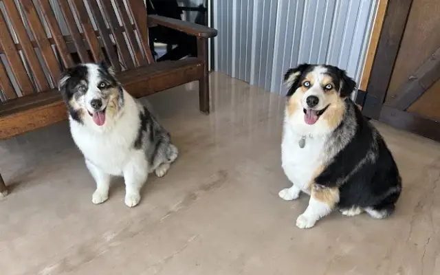 Rivers Edge Dog Grooming & Dog Boarding​ in Blanchester, OH