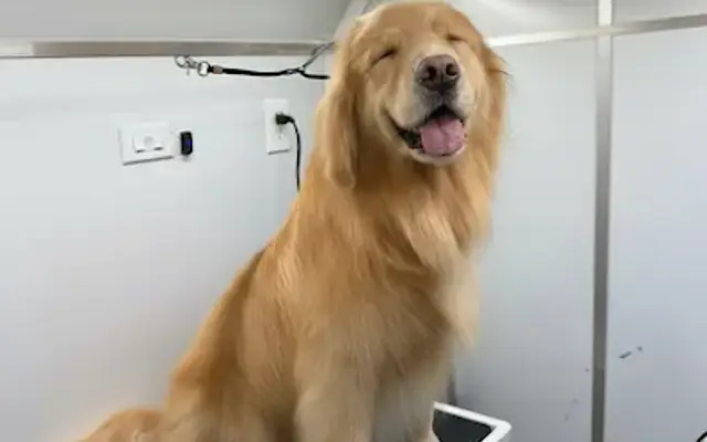Outlet Mobile Pet Grooming in Bakersfield, CA