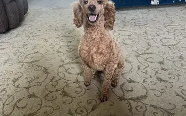 Karon Kennels in Abbeville, LA