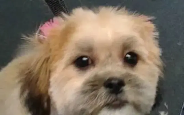The Pampered Pup, Inc. in Bartlett, IL