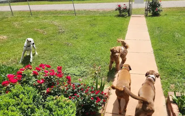 Hartwell Pet Daycare LLC in Anderson, SC