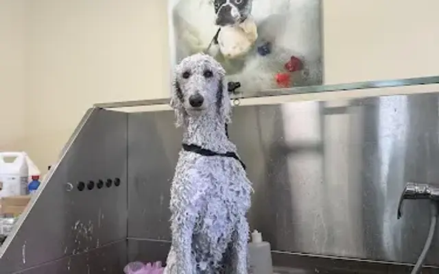 Love & Light Pet Services in Kingston, NY