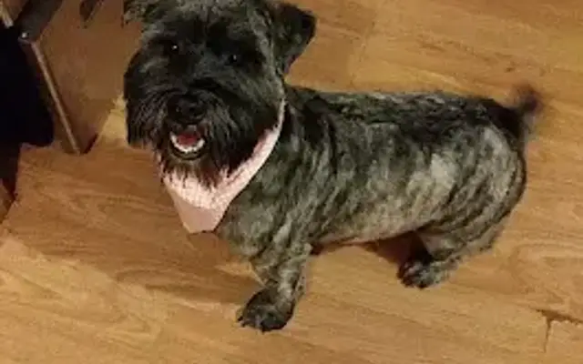 Spotted Dog in Mountain View, AR
