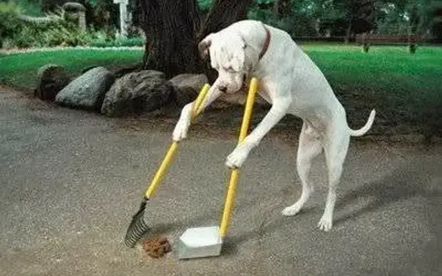 Doggie Doos and Don'ts in Eugene, OR