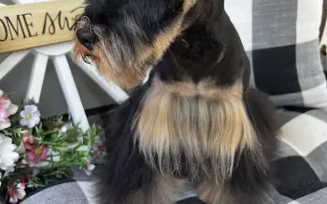 Piedmont Pups Groomer in Lawndale, NC