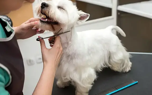 Scrub A Dub Mobile Pet Spa in Odessa, TX