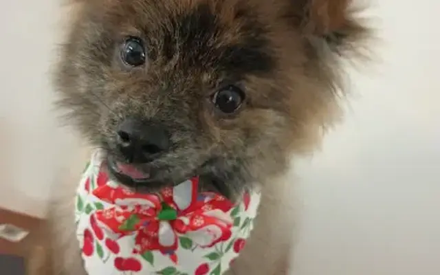 WarrenTheGroomer in Sunrise, FL