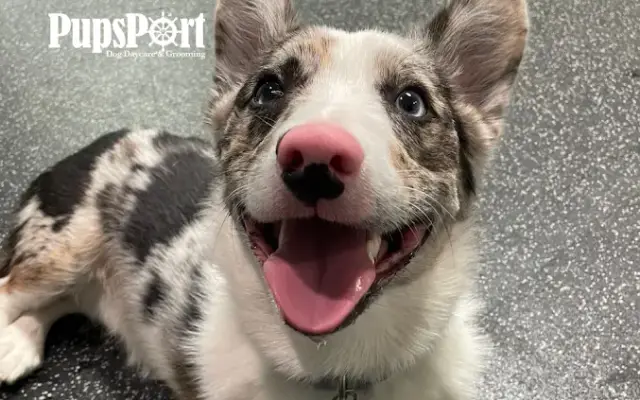 PupsPort Dog Daycare & Grooming in Philadelphia, PA