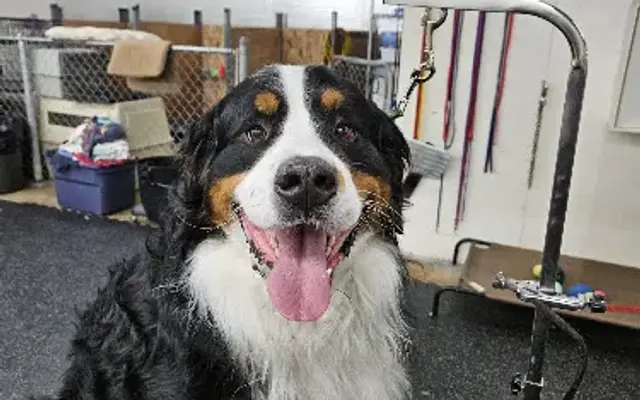 Sunny Daze Dog Grooming in Salem, OR