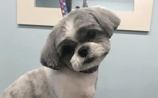 Kristy's Pet Salon in Rosenberg, TX