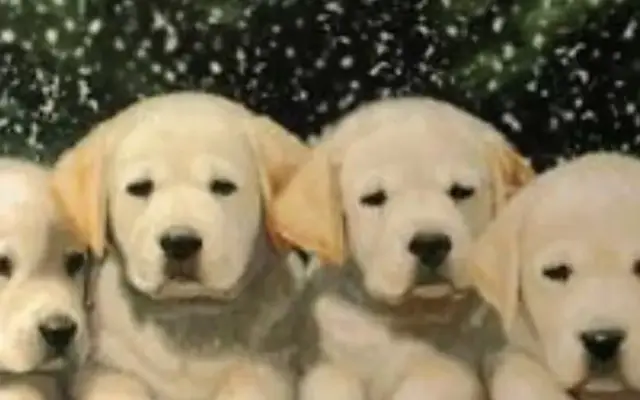 The Dog Spa in Bay Minette, AL
