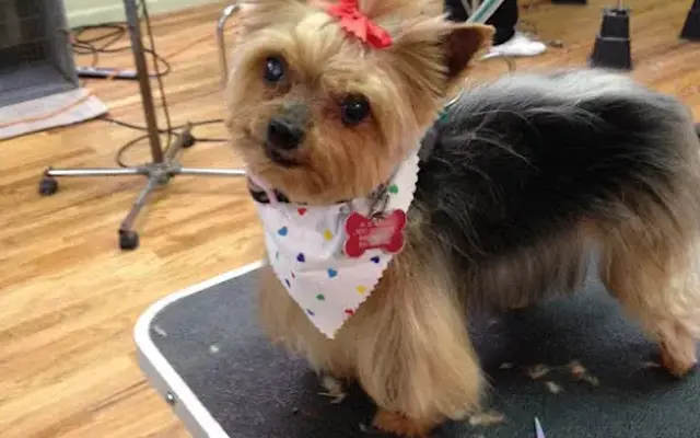 Hollywoof Grooming Salon, Inc. in Freeport, NY