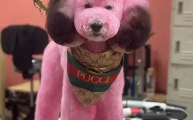 Cute Paws Dog Grooming in Homestead, FL