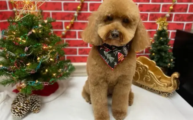 Style N' Canine Pet Services in Short Hills, NJ