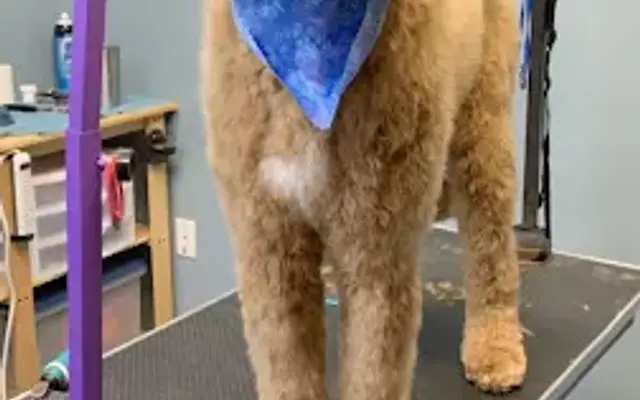 Green's Grooming in Brasstown, NC