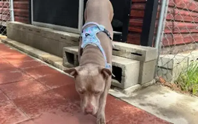 Ray's Dog Sitting in Lumber Bridge, NC