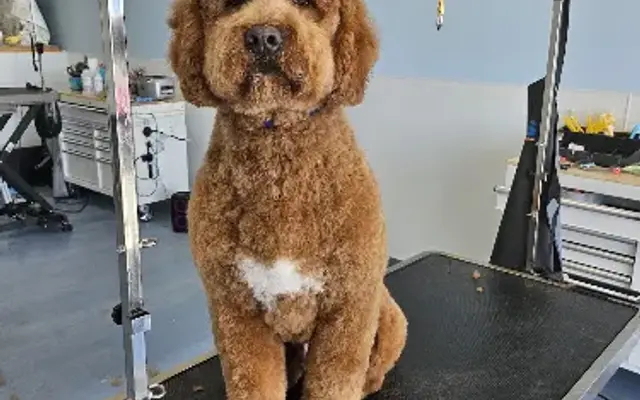 Bark N' BubbleZ in Idaho Falls, ID