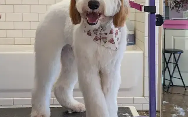 The clean dog club LLC in Fox River Grove, IL