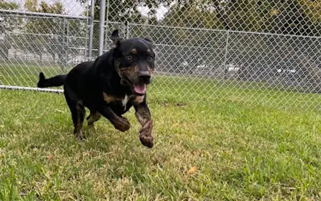 Pecan Grove Kennel in Richmond, TX