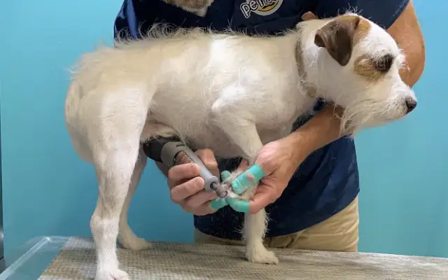 Peticured - Pet Nail Specialists in Farmington Hills, MI