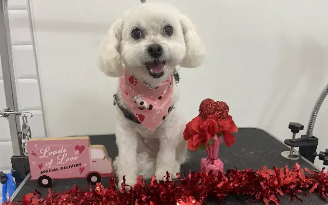 My Poochie's Clean Pet Grooming Spa in Coral Gables, FL