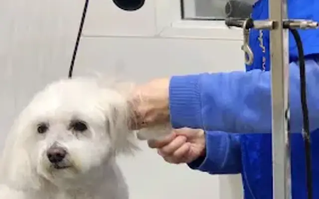 Doggie Style by Karina in Scotts Valley, CA