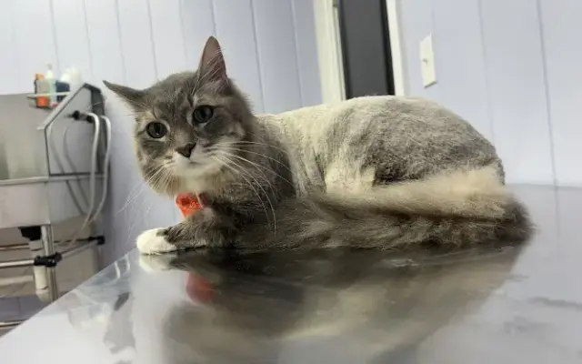 Cat Concierge in Grosse Pointe, MI