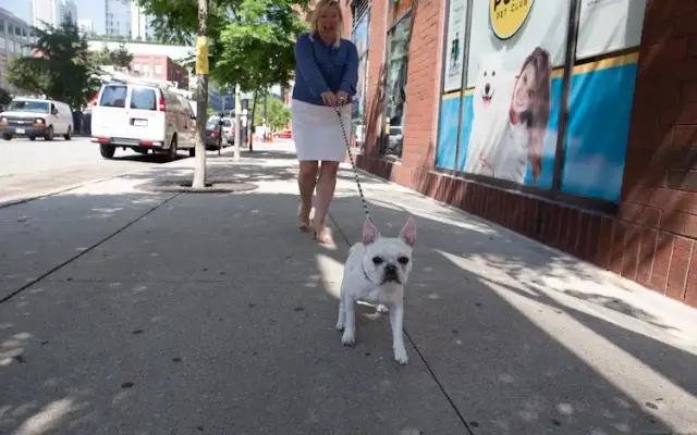 PUPS Pet Club in Chicago, IL
