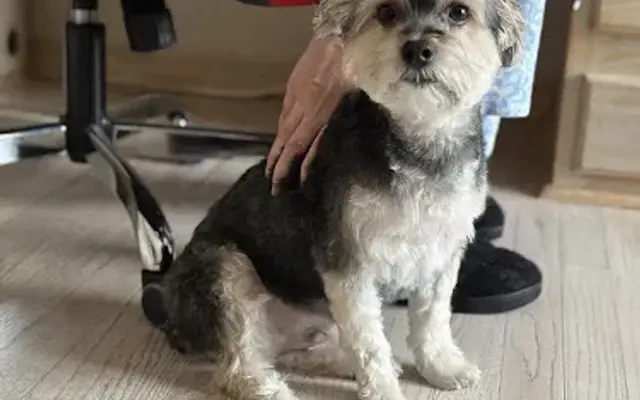 Boots and Tubbs Pet Grooming in Bartlett, IL